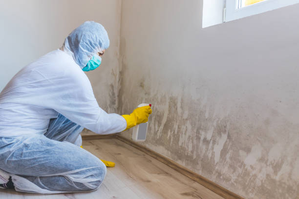 Licensed Mold Remediation service in Mineola, TX - WQB Mold Removal